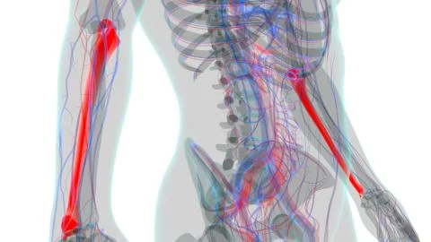 Human skeleton anatomy Ulna Bone 3D Rendering イラスト素材
