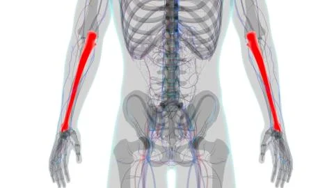 Human skeleton anatomy Ulna Bone 3D Rendering Stock-Illustration