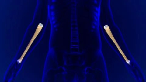 Human skeleton anatomy Ulna Bone 3D Rendering Ilustración de archivo