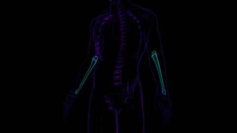 Human skeleton anatomy Ulna Bone 3D Rendering Stock Illustration