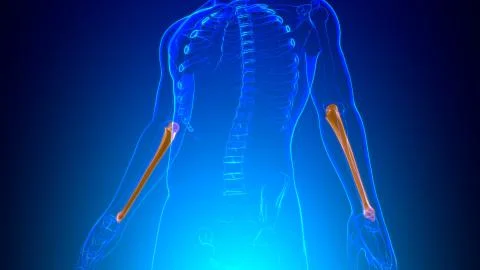 Human skeleton anatomy Ulna Bone 3D Rendering イラスト素材