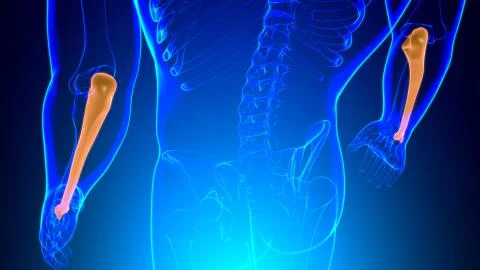 Human skeleton anatomy Ulna Bone 3D Rendering Stock Illustration