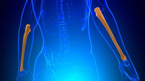 Human skeleton anatomy Ulna Bone 3D Rendering イラスト素材