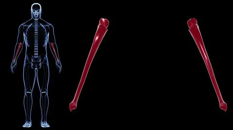 Human skeleton anatomy Ulna Bone 3D Rendering 스톡 일러스트