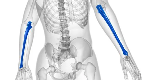 Human skeleton anatomy Ulna Bone 3D Rendering Ilustración de archivo