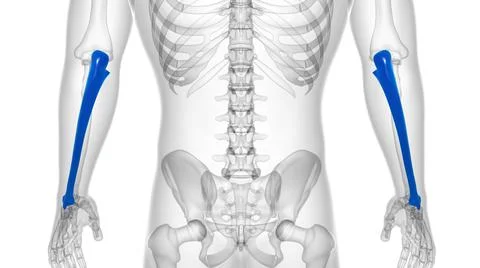 Human skeleton anatomy Ulna Bone 3D Rendering Ilustración de archivo
