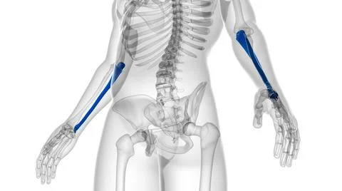 Human skeleton anatomy Ulna Bone 3D Rendering Ilustración de archivo