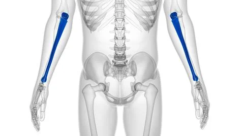 Human skeleton anatomy Ulna Bone 3D Rendering 库存插图