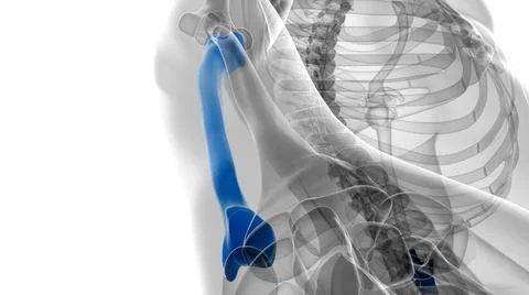 Human skeleton anatomy Ulna Bone 3D Rendering Stock-Illustration