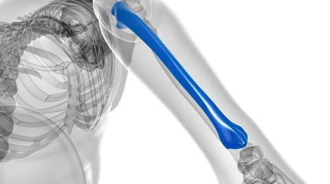Human skeleton anatomy Ulna Bone 3D Rendering Ilustración de archivo