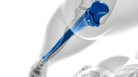 Human skeleton anatomy Ulna Bone 3D Rendering Ilustración de archivo