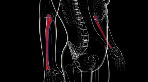 Human skeleton anatomy Ulna Bone 3D Rendering Ilustración de archivo