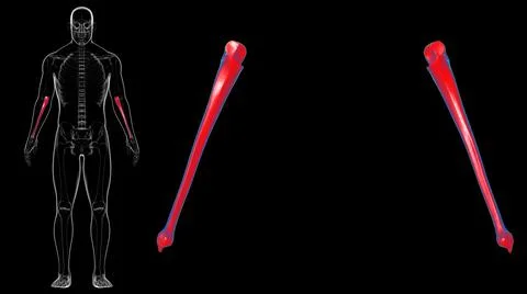 Human skeleton anatomy Ulna Bone 3D Rendering Ilustración de archivo
