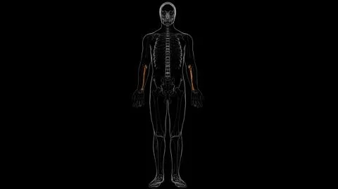 Human skeleton anatomy Ulna Bone 3D Rendering Stockillustratie