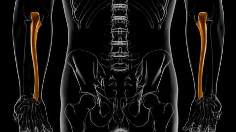 Human skeleton anatomy Ulna Bone 3D Rendering イラスト素材