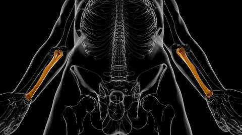 Human skeleton anatomy Ulna Bone 3D Rendering Stock Illustration