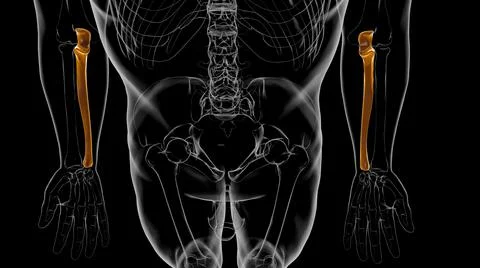 Human skeleton anatomy Ulna Bone 3D Rendering Stock Illustration