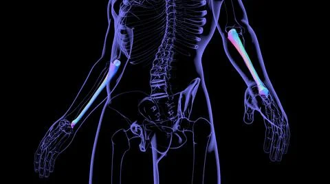 Human skeleton anatomy Ulna Bone 3D Rendering Stock Illustration