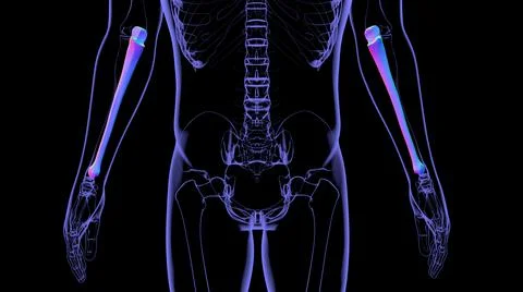 Human skeleton anatomy Ulna Bone 3D Rendering 库存插图