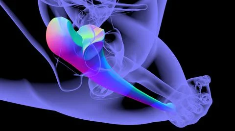 Human skeleton anatomy Ulna Bone 3D Rendering Stock Illustration