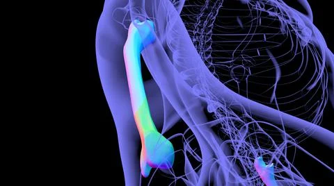 Human skeleton anatomy Ulna Bone 3D Rendering Ilustración de archivo
