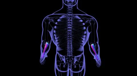 Human skeleton anatomy Ulna Bone 3D Rendering Stock Illustration