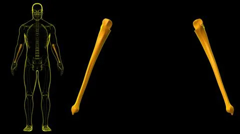 Human skeleton anatomy Ulna Bone 3D Rendering 库存插图