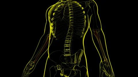 Human skeleton anatomy Ulna Bone 3D Rendering Stockillustratie