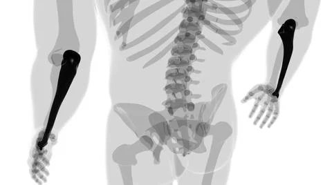 Human skeleton anatomy Ulna Bone 3D Rendering Stockillustratie