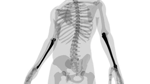 Human skeleton anatomy Ulna Bone 3D Rendering Stock Illustration