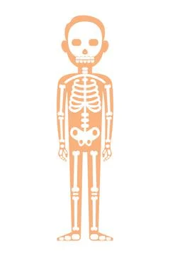 Human Skeleton Anatomy. Vector Halloween skeleton isolated on white Stock Illustration