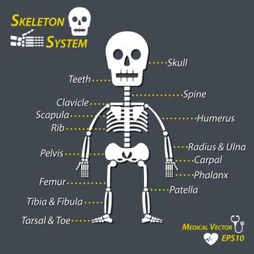 Human skeleton and all name of bone Stock Illustration