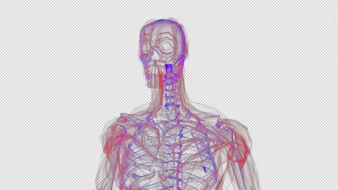Human skeleton and body tissue hologram rotating on alpha channel background. Stock Footage 141150126
