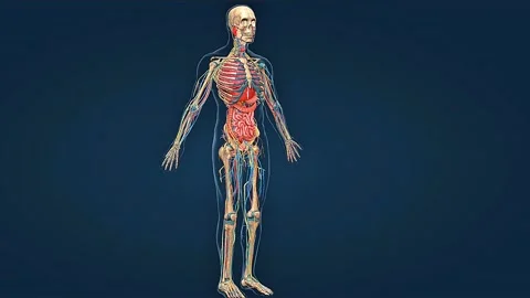 The human skeleton and the internal organs Stock Footage 313479401