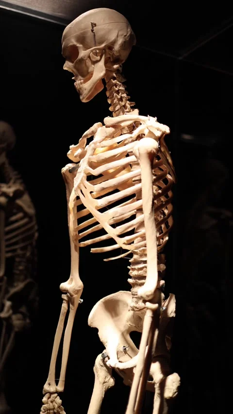 Human skeleton and mortality concept Stock Footage 331233075