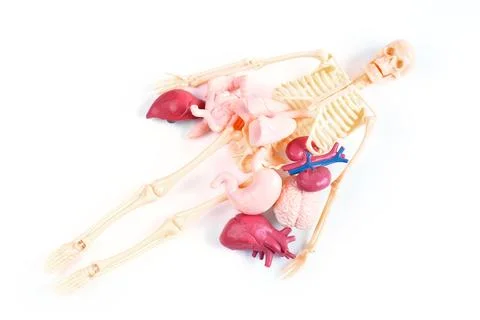 Human Skeleton and Organs Model Isolated on White 스톡 사진
