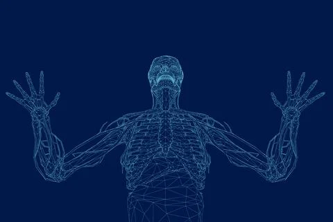 Human Skeleton and Organs wireframe. Front view. Vector illustration Stock Illustration