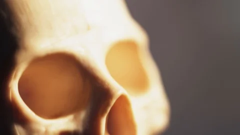 Human skeleton and skull close-up Stock Footage 106574057