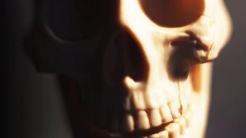 Human skeleton and skull close-up Stock Footage 106574144