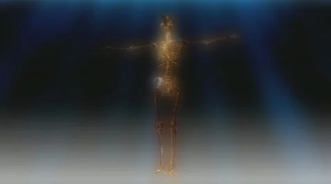Human skeleton animation Stock Footage 27661684