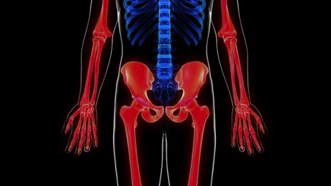 Human skeleton appendicular skeleton anatomy for medical concept 3D rendering Stock Footage 277950337