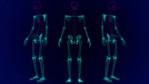 Human Skeleton Appendicular Skeleton Anatomy 3D Stock Illustration