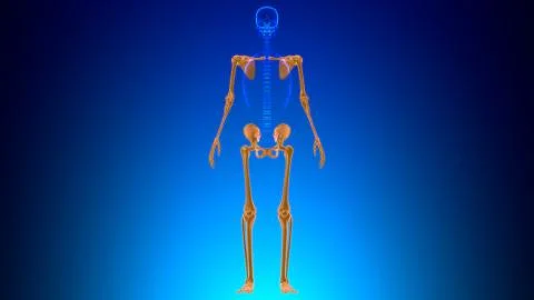 Human Skeleton Appendicular Skeleton Anatomy 3D Stock Illustration