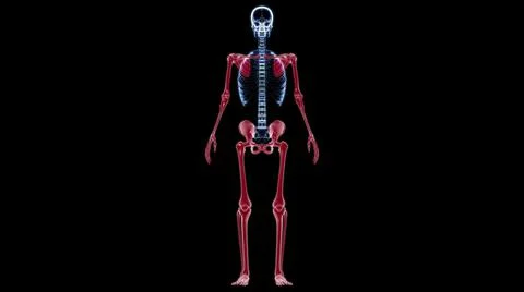 Human Skeleton Appendicular Skeleton Anatomy 3D Stock Illustration