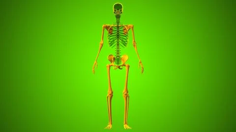 Human Skeleton Appendicular Skeleton Anatomy 3D Stock Illustration