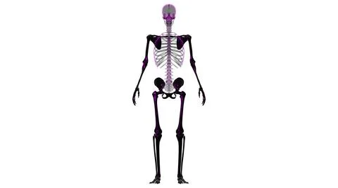 Human Skeleton Appendicular Skeleton Anatomy 3D Stock Illustration