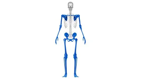 Human Skeleton Appendicular Skeleton Anatomy 3D Stock Illustration