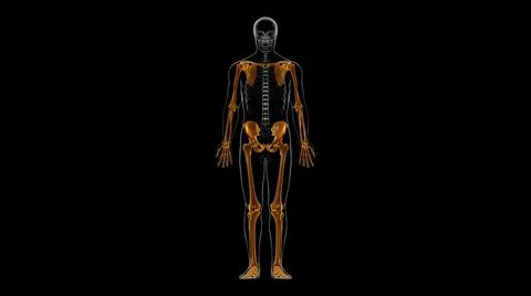 Human Skeleton Appendicular Skeleton Anatomy 3D Illustrazione stock