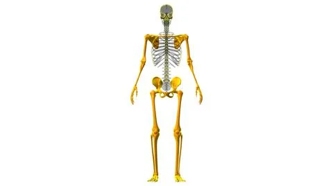 Human Skeleton Appendicular Skeleton Anatomy 3D Stock Illustration