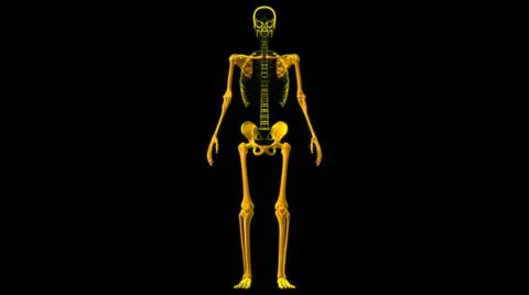 Human Skeleton Appendicular Skeleton Anatomy 3D Stock Illustration